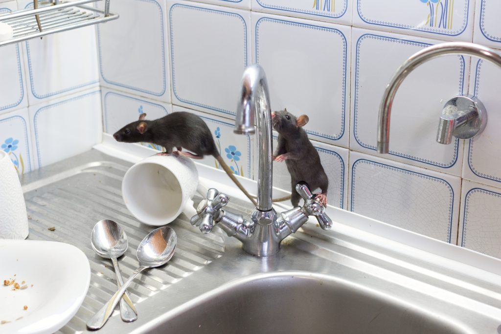 Rats and Mice pest control